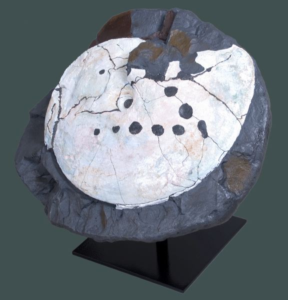 ammonite-mosabite_004