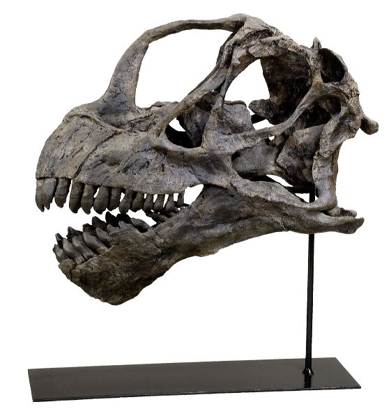 camarasauret-skull_018-2