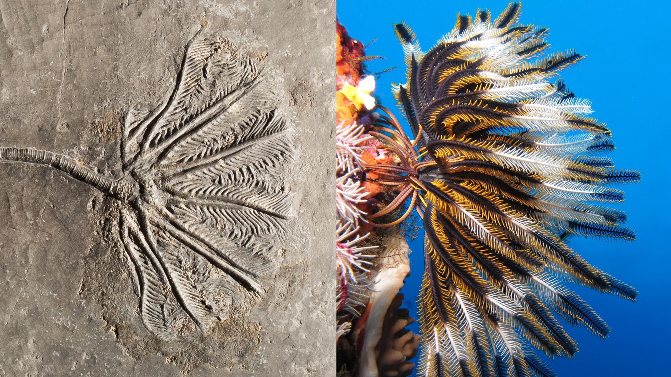 Class Crinoidea Fossil