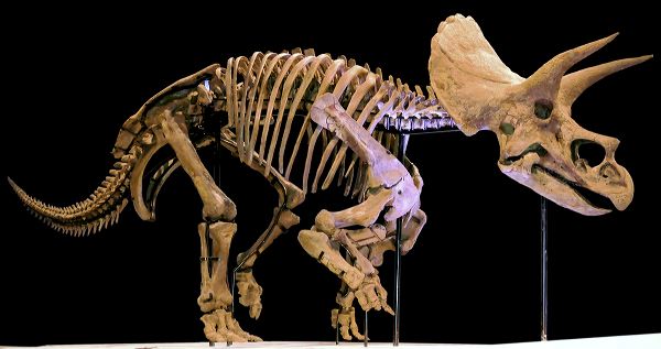 Triceratops Skull Fossil