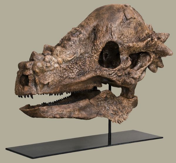 Pachycephalosaurus wyomingensis Skull – Lance Fm Specimen – Display Replica  – Black Hills Institute