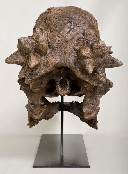 Pachycephalosaurus wyomingensis Skull – Lance Fm Specimen – Display Replica  – Black Hills Institute