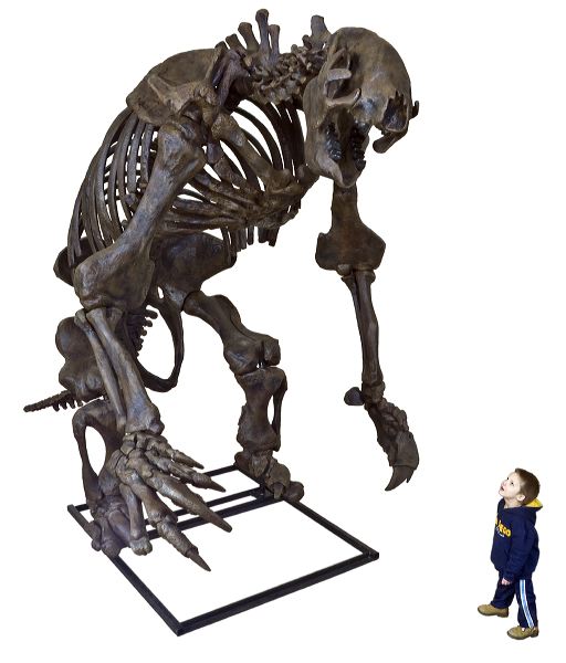 Sloths Black Hills Institute Sloths Black Hills Institute