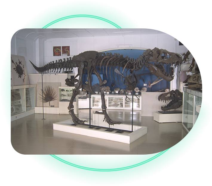 STAN Tyrannosaurus rex® Skeleton – Display Replica – Black Hills