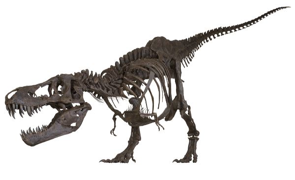 STAN Tyrannosaurus rex™ Skeleton – Display Replica – Black Hills