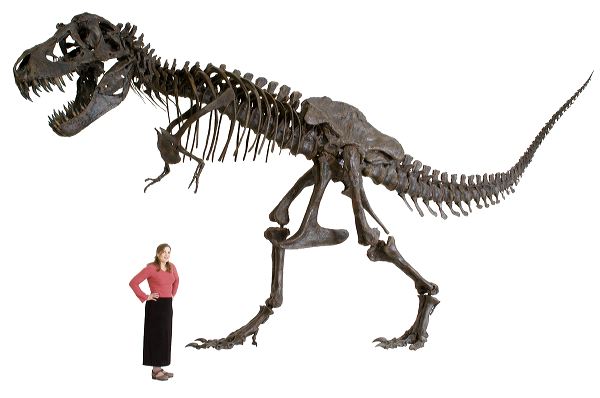 NEW Schleich 14528 Tyrannosaurus Rex Dinosaur - Walking Pose - Trex T-Rex  Dino | eBay