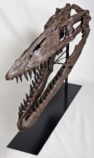 tylosaurus skeleton