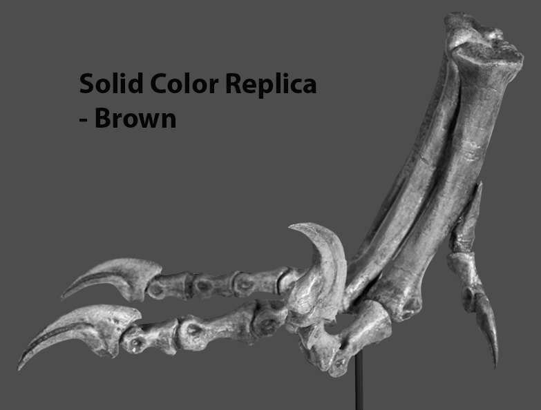 Deinonychus antirrhopus Right Foot – Black Hills Institute