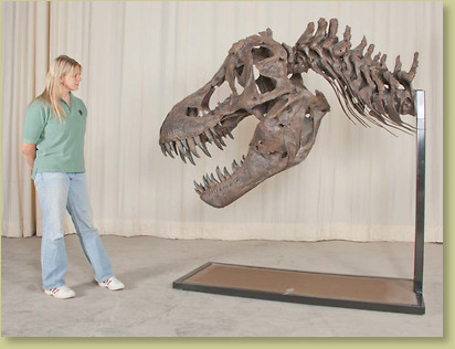 STAN Tyrannosaurus rex™ Skeleton – Display Replica – Black Hills