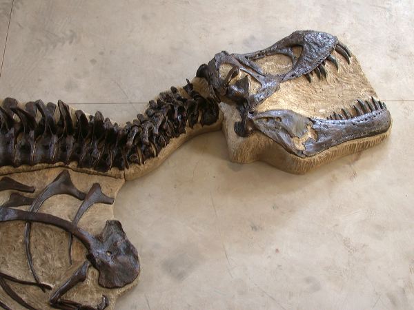 STAN Tyrannosaurus rex® Skeleton – Display Replica – Black Hills Institute