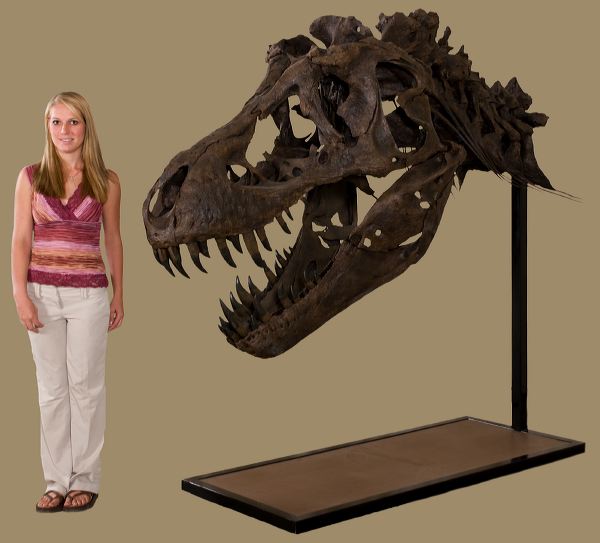 STAN Tyrannosaurus rex™ Skeleton – Display Replica – Black Hills Institute
