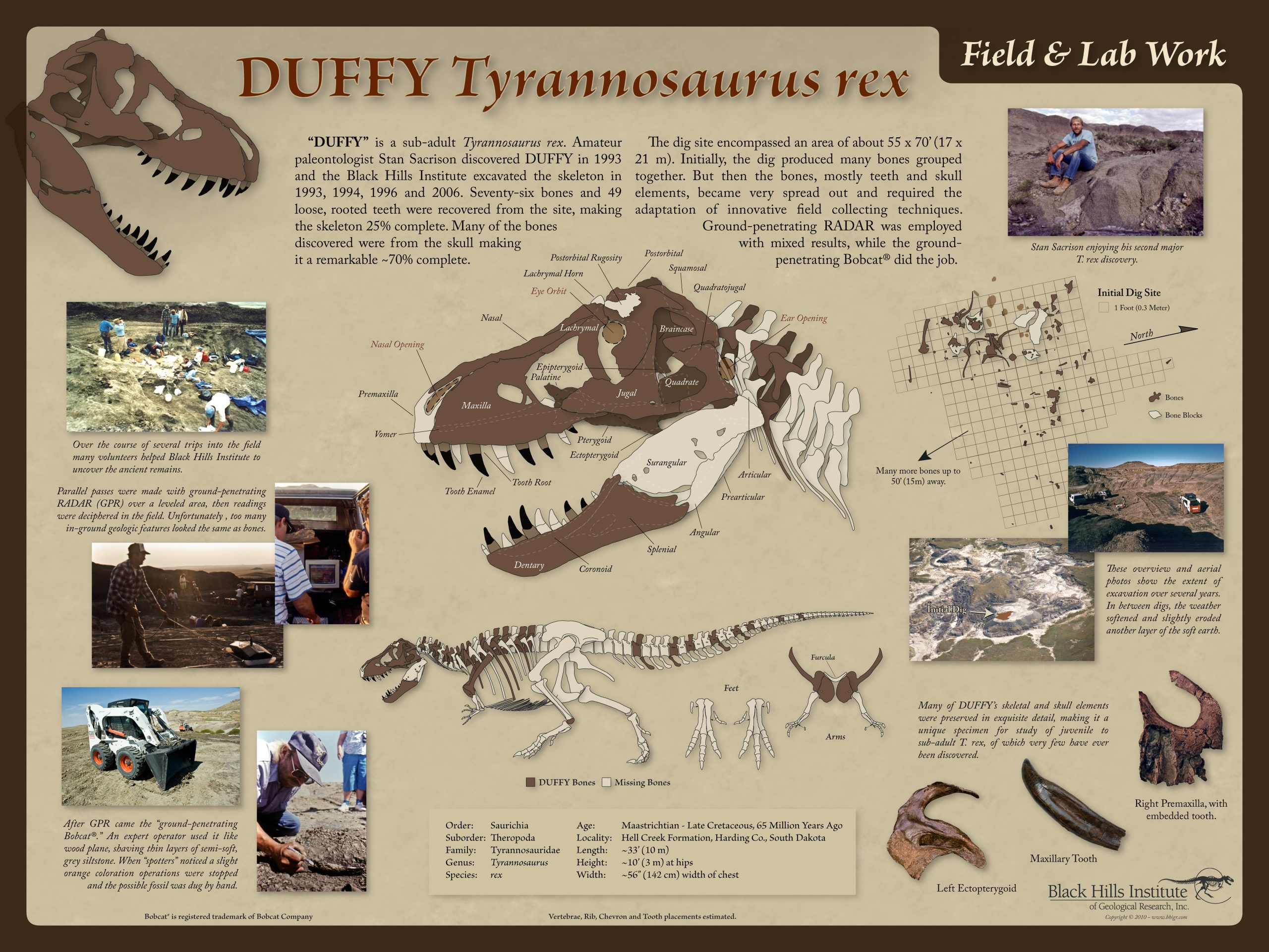 Deinonychus antirrhopus Right Foot – Black Hills Institute