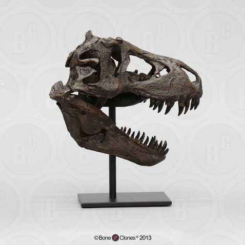 CN-01 rt side 1:9 scale skull BHI 126704