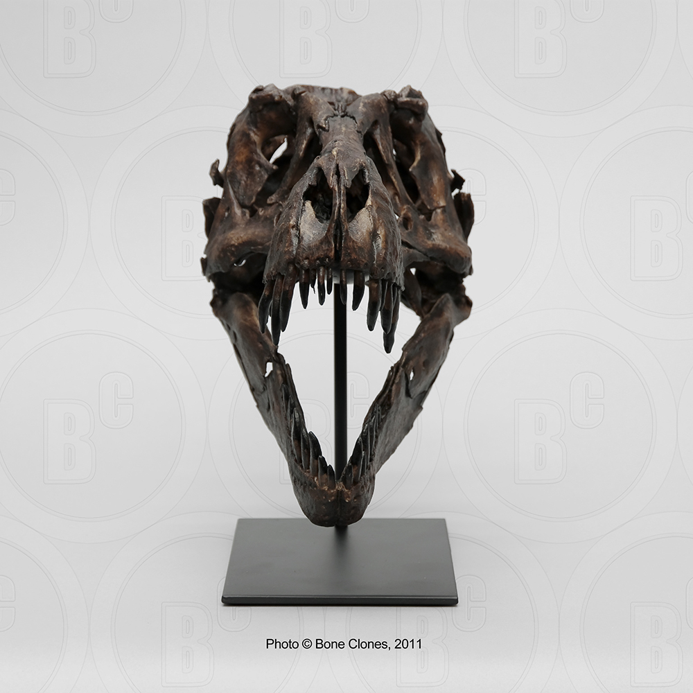 STAN Tyrannosaurus rex™ Skeleton – Display Replica – Black Hills