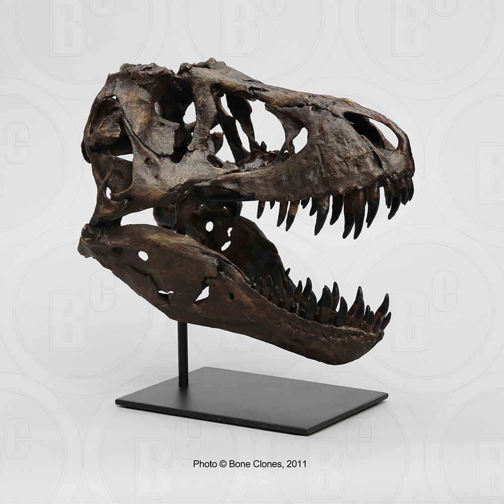 STAN Tyrannosaurus rex™ Skeleton – Display Replica – Black Hills